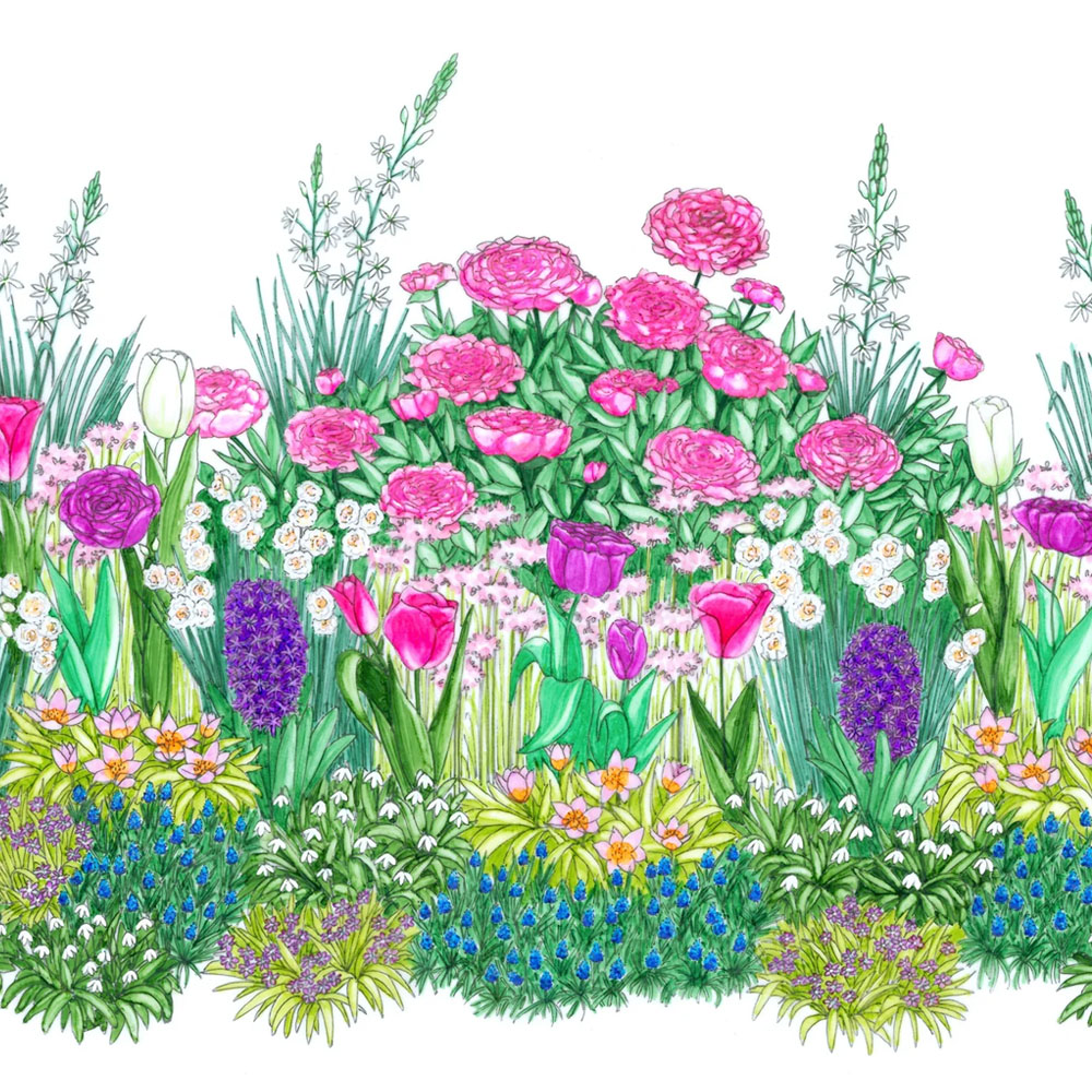 PLAQUE DE BULBES POUR MASSIF - TENDRE PRINTEMPS 