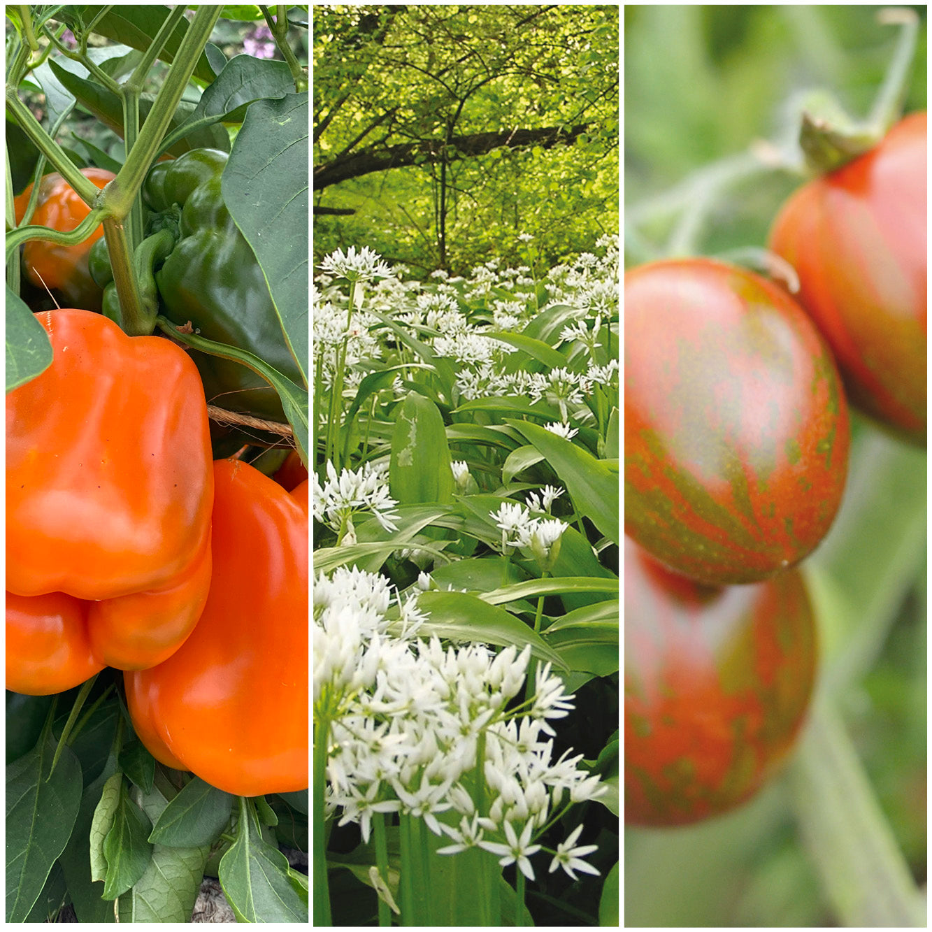 SÉLECTION "BALCON GOURMAND"