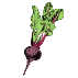 Beets