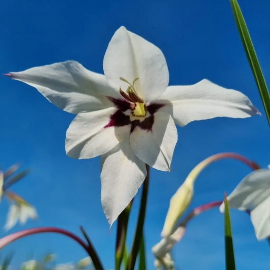 Bulbes d'acidanthera bio – La Ferme de Sainte Marthe