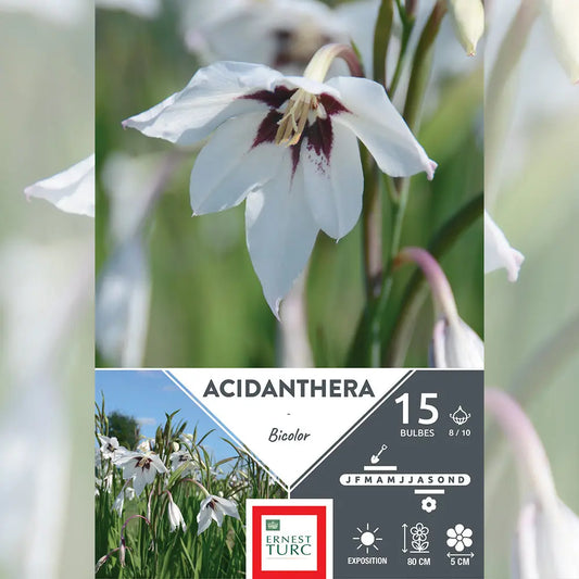 Bulbes d'acidanthera bicolor – La Ferme de Sainte Marthe