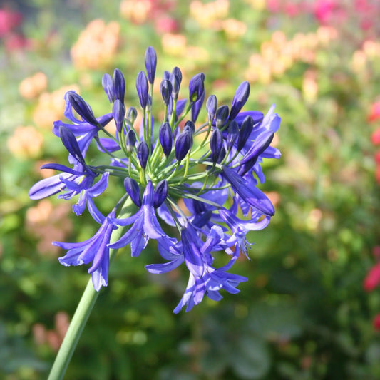 Bulbes d'agapanthe bleue – La Ferme de Sainte Marthe