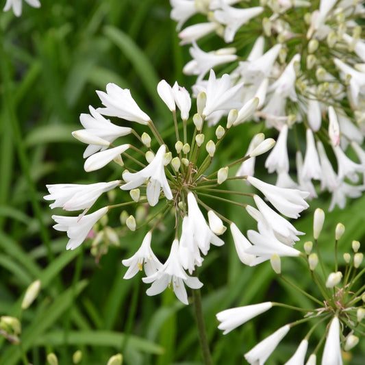 Bulbes d'agapanthus africanus albus – La Ferme de Sainte Marthe
