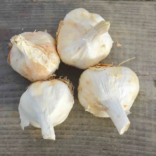 Bulbes d'ail blanc messidrome bio – La Ferme de Sainte Marthe