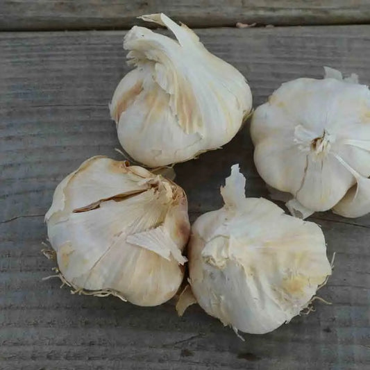 Bulbes d'ail blanc thermidrome bio – La Ferme de Sainte Marthe