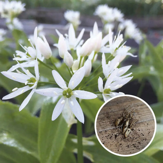 Bulbilles d'ail des ours bio – La Ferme de Sainte Marthe