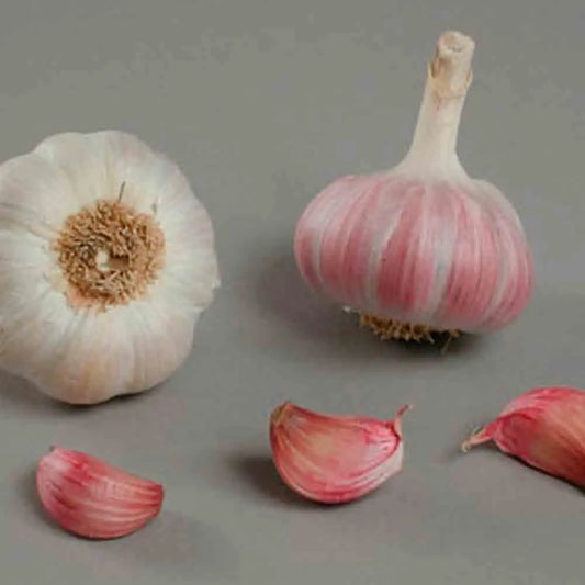 Bulbes d'ail edenrose – La Ferme de Sainte Marthe