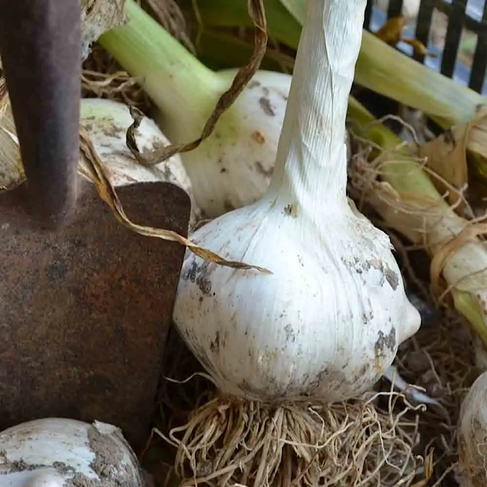 Bulbes d'ail géant ou ail d'orient – La Ferme de Sainte Marthe