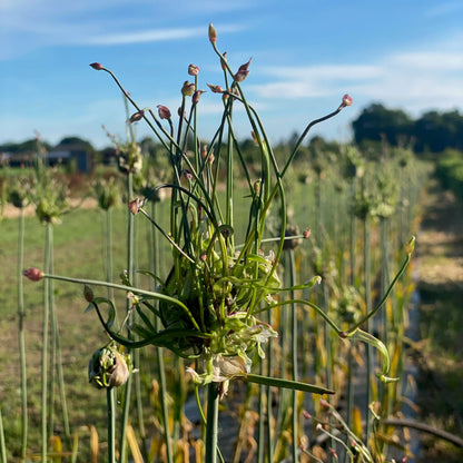 Bulbilles d'ail rocambole bio – La Ferme de Sainte Marthe
