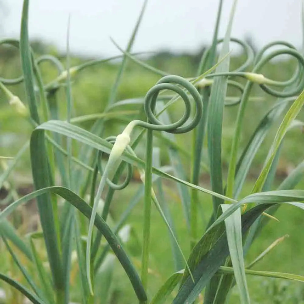 Bulbilles d'ail rocambole bio – La Ferme de Sainte Marthe