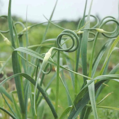 Bulbilles d'ail rocambole bio – La Ferme de Sainte Marthe