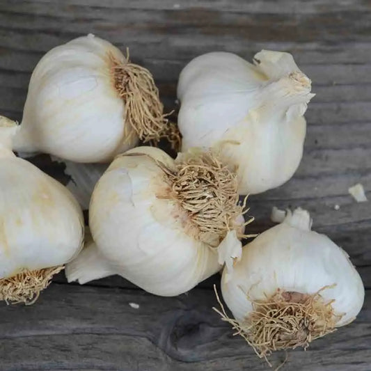 Bulbes d'ail rose à bâton flavor bio – La Ferme de Sainte Marthe