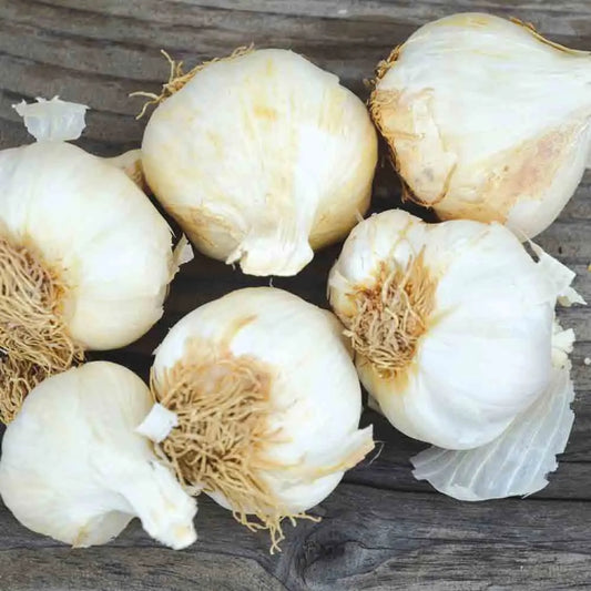 Bulbes d'ail rose sans bâton cledor bio – La Ferme de Sainte Marthe