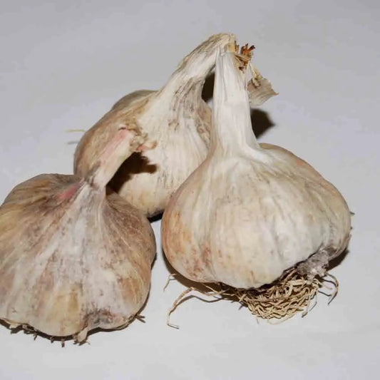 Bulbes d'ail therador bio – La Ferme de Sainte Marthe