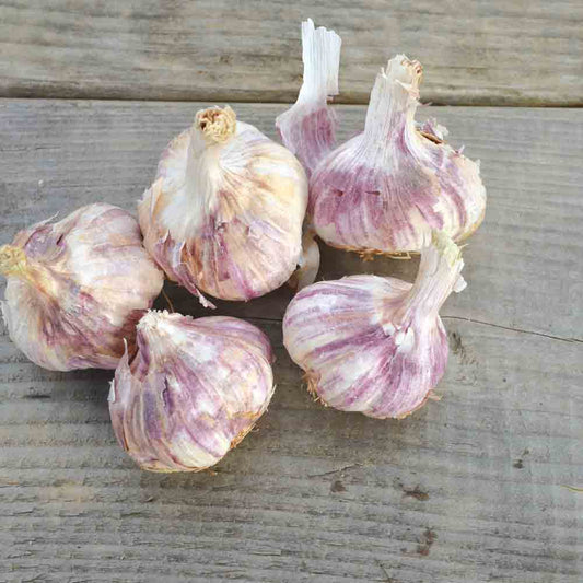 Bulbes d'ail violet germidour bio – La Ferme de Sainte Marthe