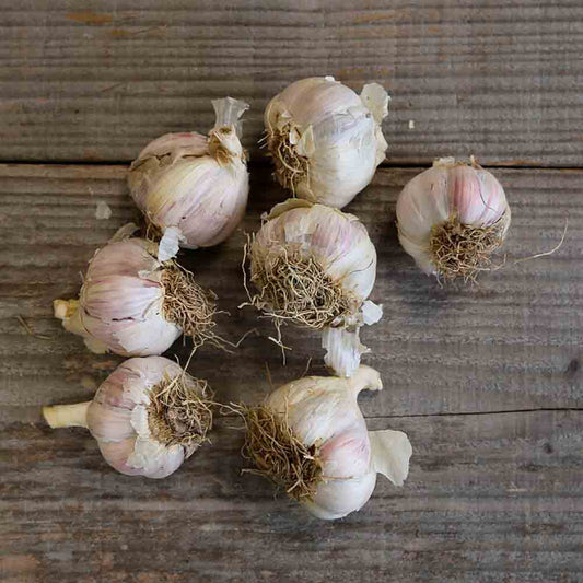 Bulbes d'ail violet primor bio – La Ferme de Sainte Marthe