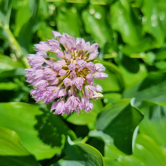 Bulbes d'allium ampeloprasum ping pong bio – La Ferme de Sainte Marthe