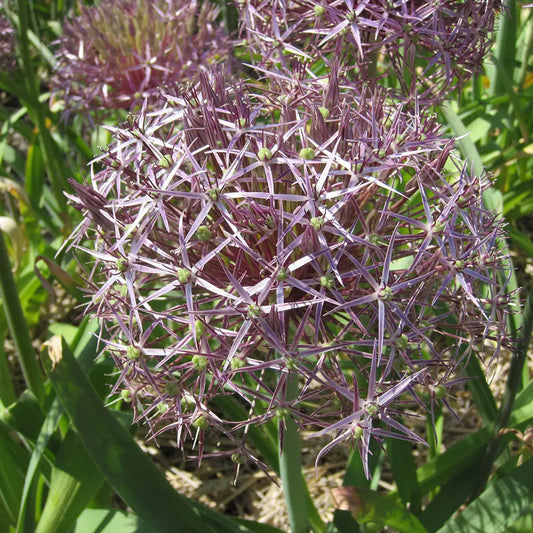 Bulbes d'allium christophii bio – La Ferme de Sainte Marthe