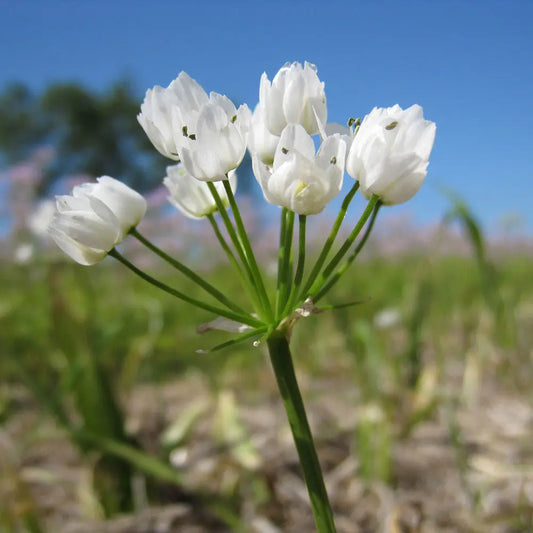 Bulbes d'allium cowanii bio – La Ferme de Sainte Marthe