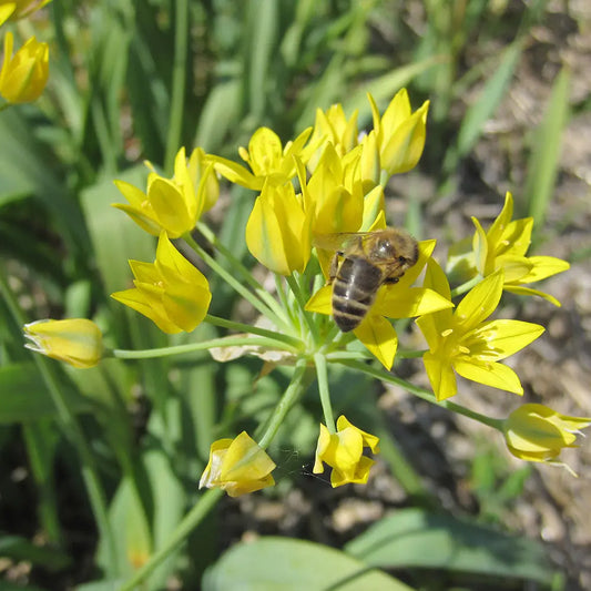 Bulbes d'allium moly jeanine bio – La Ferme de Sainte Marthe