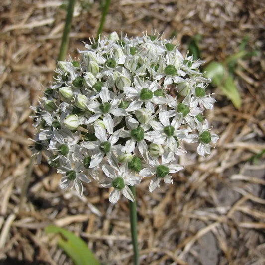Bulbes d'allium mount everest bio – La Ferme de Sainte Marthe
