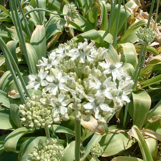 Bulbes d'allium nigrum bio – La Ferme de Sainte Marthe