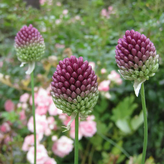 Bulbes d'allium sphaerocephalon bio – La Ferme de Sainte Marthe