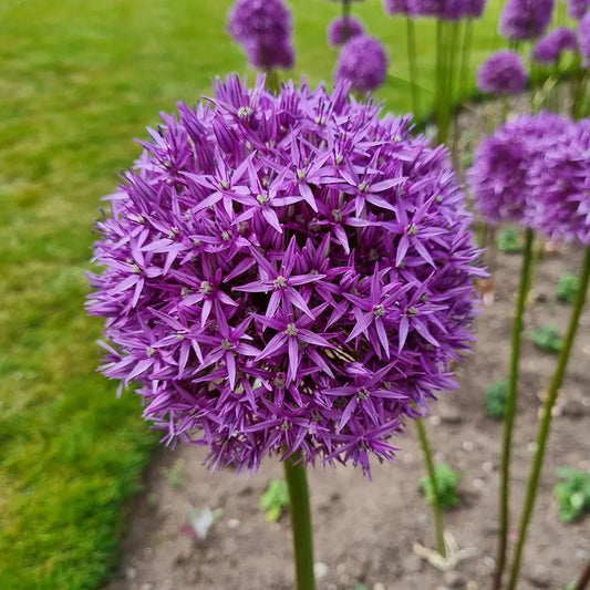 Bulbes d'allium violet beauty bio – La Ferme de Sainte Marthe