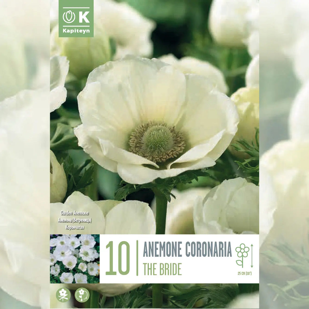 Bulbes d'anémone coronaria the bride – La Ferme de Sainte Marthe