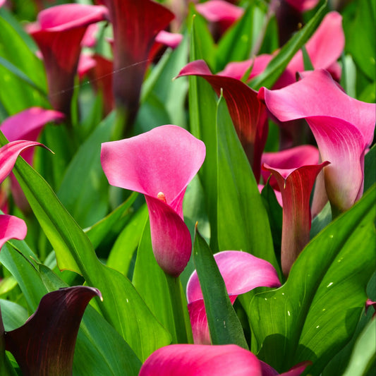 Bulbes d'arum pink persuasion – La Ferme de Sainte Marthe