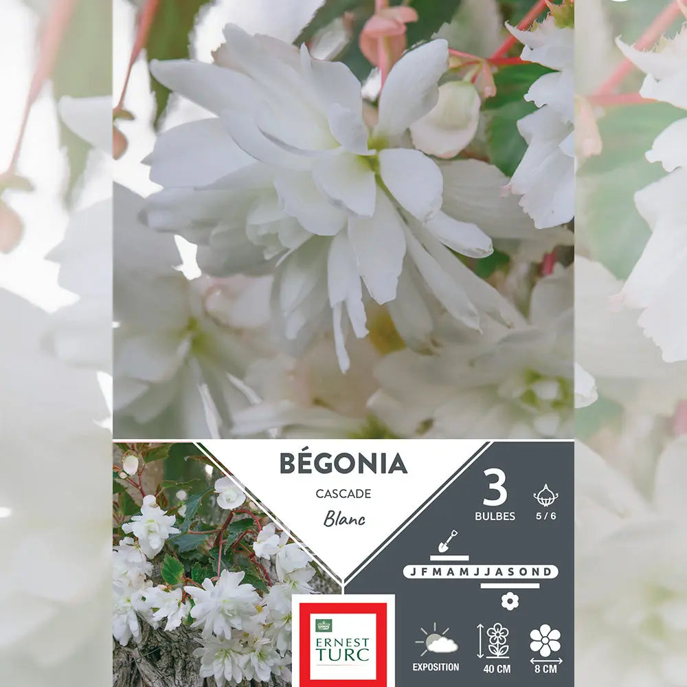 Bulbes de bégonia blanc cascade – La Ferme de Sainte Marthe