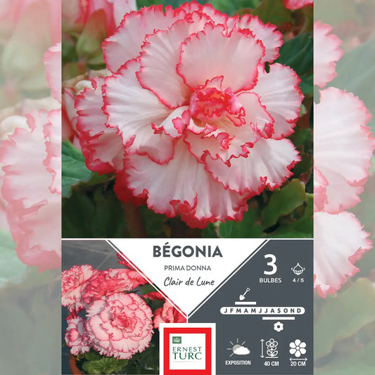 Bulbes de bégonia clair de lune prima donna – La Ferme de Sainte Marthe