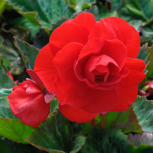 Bulbes de bégonia double écarlate – La Ferme de Sainte Marthe