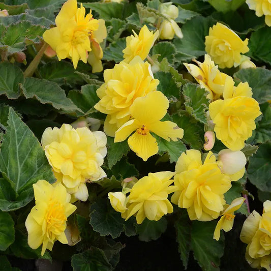 Bulbes de bégonia jaune cascade – La Ferme de Sainte Marthe