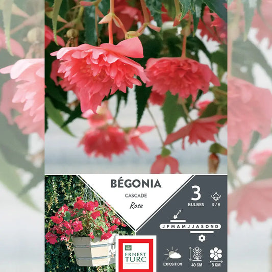 Bulbes de bégonia rose cascade – La Ferme de Sainte Marthe