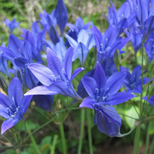 Bulbes de brodiaea corrina (triteleia) bio – La Ferme de Sainte Marthe