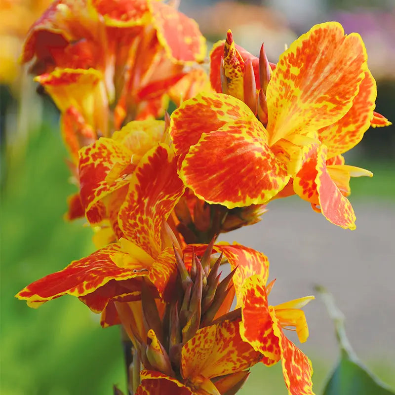 Bulbes de canna haut calimero – La Ferme de Sainte Marthe
