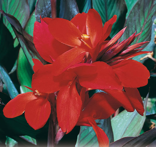 Bulbes de canna haut feu magique – La Ferme de Sainte Marthe