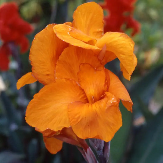 Bulbes de canna haut feuillage pourpre mélange – La Ferme de Sainte Marthe