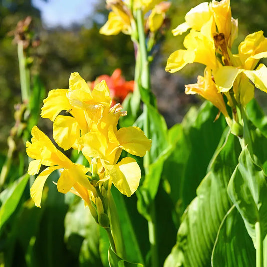 Bulbes de canna haut panama – La Ferme de Sainte Marthe