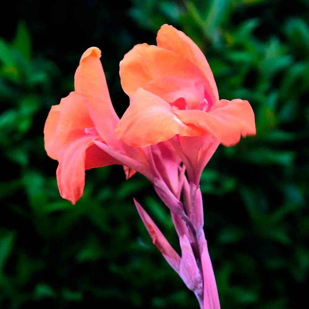 Bulbes de canna indica salmon pink bio – La Ferme de Sainte Marthe