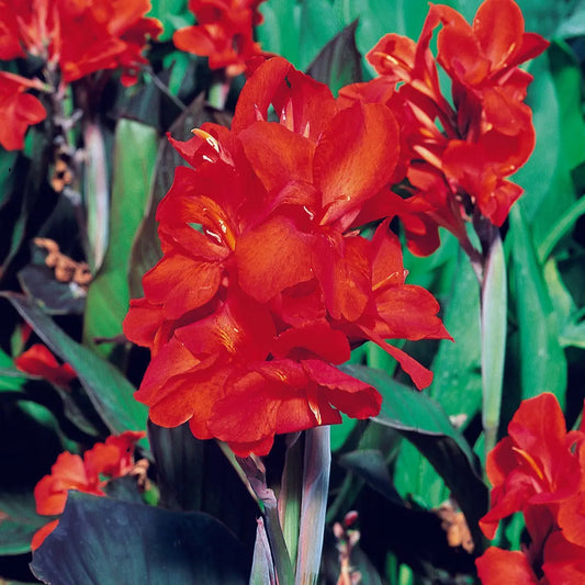 Bulbes de canna nain corail – La Ferme de Sainte Marthe