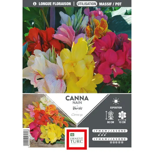 Bulbes de canna nain mélange – La Ferme de Sainte Marthe