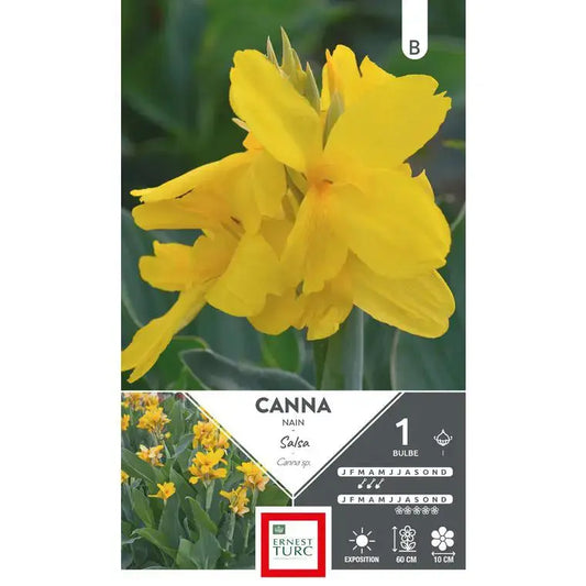 Bulbes de canna nain salsa – La Ferme de Sainte Marthe