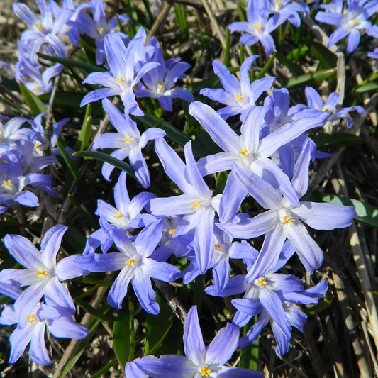 Bulbes de chionodoxa forbesii blue gloire des neiges bio – La Ferme de Sainte Marthe