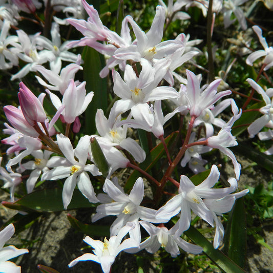 Bulbes de chionodoxa gloire des neiges forbesii pink giant bio – La Ferme de Sainte Marthe