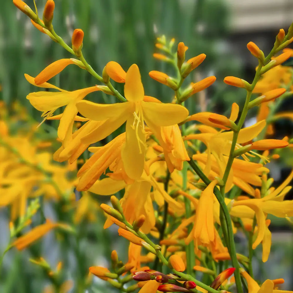 Bulbes de crocosmia george davidson – La Ferme de Sainte Marthe