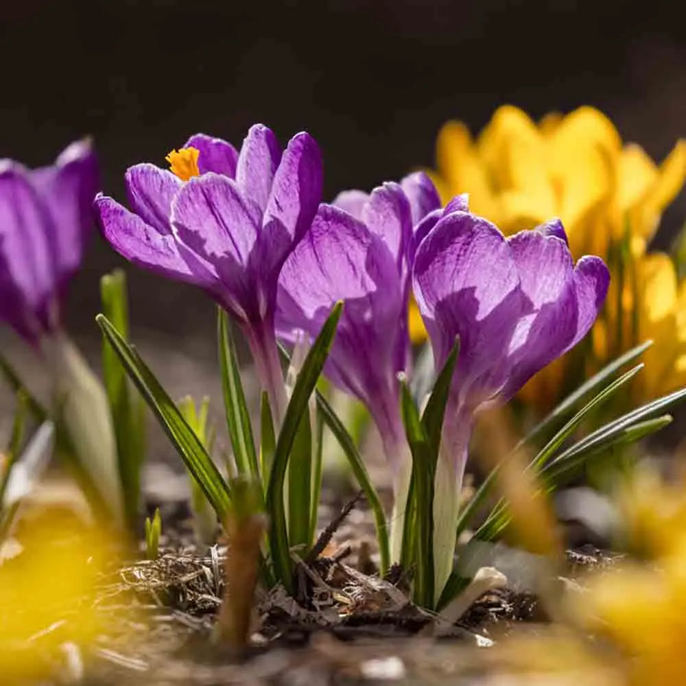 Bulbes de crocus botanique en mélange bio – La Ferme de Sainte Marthe