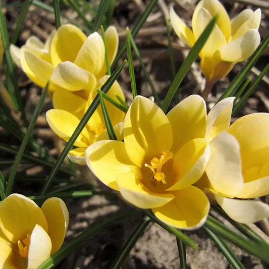 Bulbes de crocus chrysanthus « romance » bio – La Ferme de Sainte Marthe