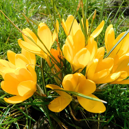 Bulbes de crocus flavus golden yellow bio – La Ferme de Sainte Marthe